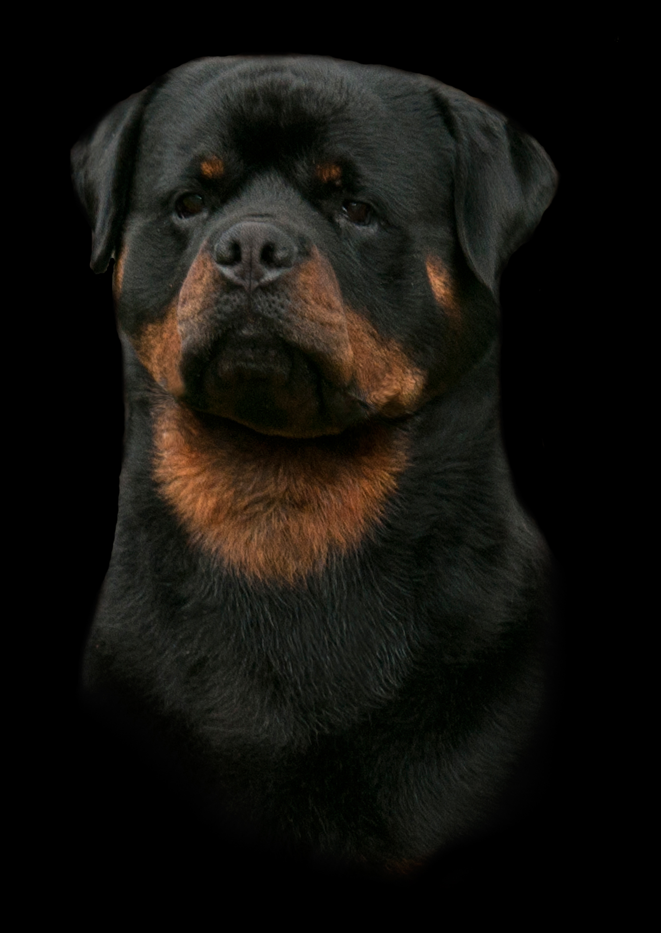 Welcome to Chancellor Rottweilers